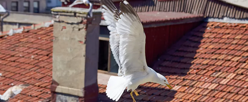 Residential Chimney Animal Removal Solution in Fairview Heights, IL