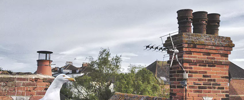 Chimney Cleaning And Restoration in Fairview Heights, Illinois